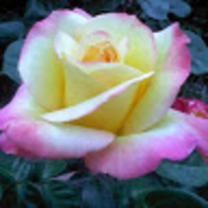 Meet your Posher, Susanne